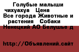 Голубые малыши чихуахуа › Цена ­ 25 000 - Все города Животные и растения » Собаки   . Ненецкий АО,Белушье д.